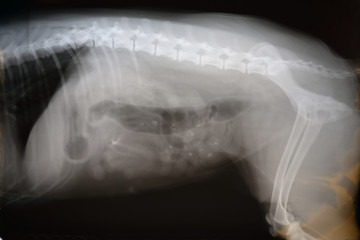 X-ray film of dog lateral view. Veterinary medicine, veterinary anatomy Concept .
