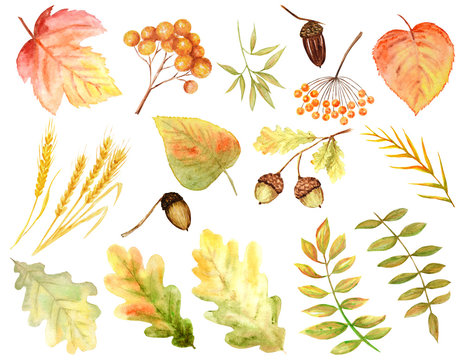 Bright colors set of watercolor autumn leaves. Wild grapes, elm, linden, rowan, pear isolated on white background