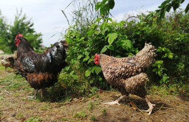 chicken and rooster running around in the garden