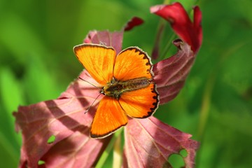 Bright orange butterfly Scarce copper (Lycaena virgaureae, family Lycaenidae), Male