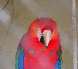 Perroquet rouge et bleu au zoo