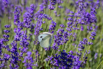 Cabbage White Butterfly (Pieris brassicae) on a lavender flower
