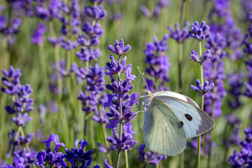 Cabbage White Butterfly (Pieris brassicae) on a lavender flower
