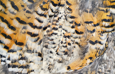 plumage background