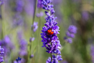 Seven spot ladybird on a lavender plant