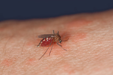 mosquito on the human skin