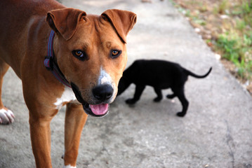 a young american female pit bull terrier dog lovingly takes care of another dog's litter by acting as an aunt