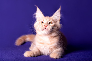 Adorable cute maine coon kitten on blue background in studio, isolated.