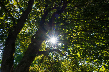 Obraz premium rays of sun in forest