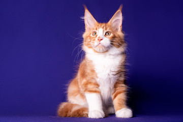 Adorable cute maine coon kitten on blue background in studio, isolated.