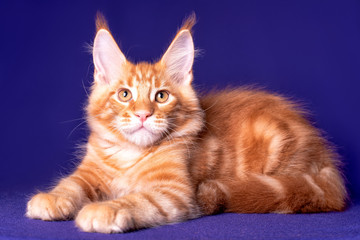 Adorable cute maine coon kitten on blue background in studio, isolated.