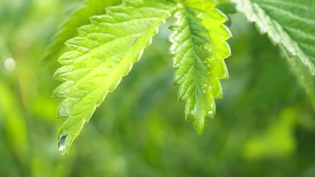 Green leaf with raindrops in the summer in nature develops in the wind