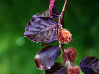 OLYMPUS DIGITAL CAMERA - PARK