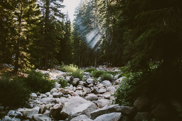 smoke and sunlight breaking through forest trees