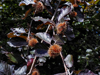 OLYMPUS DIGITAL CAMERA - PARK