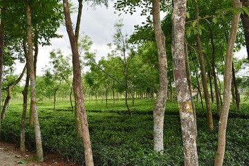 Trip to Tetulia, Bangladesh.