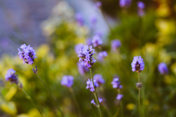 Summer lavender flowers on blurred green background