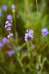 Blooming lavender closeup on a blurred background