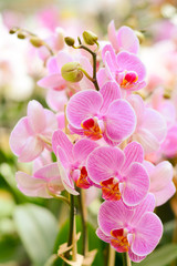  Beautiful pink orchid in the greenhouse