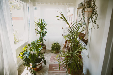 houseplants in a sunroom