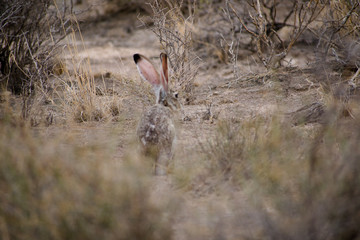 Obraz na płótnie Canvas Desert rabbit