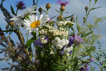  Three daisies and yarrow on the background of meadow flowers and grass in summer