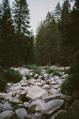 river bed with rocks