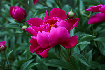 Pink peony in full bloom