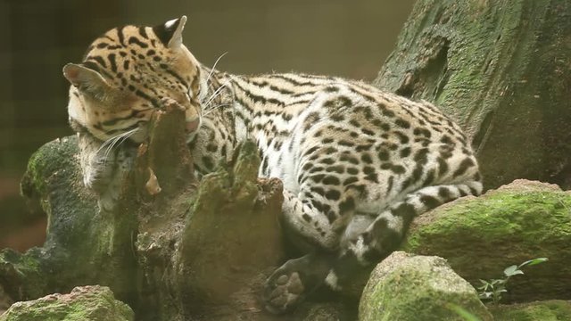 Inside zoological garden, cute leopard with lying down with eyes closed, resting on a branch of a tree