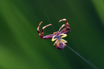 Kleine Spinne hängt an Faden vor grünem Hintergrund
