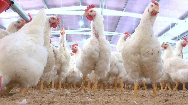 View of hens and roosters inside a modern poultry house 