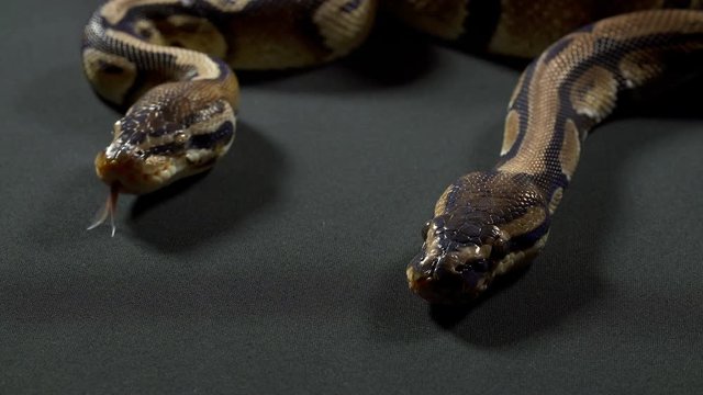 Video of ball royal python on black texture