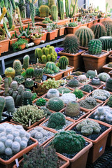 Растения, никого, природа, ботанический сад, зеленые растения, зелень, девушка, кактус