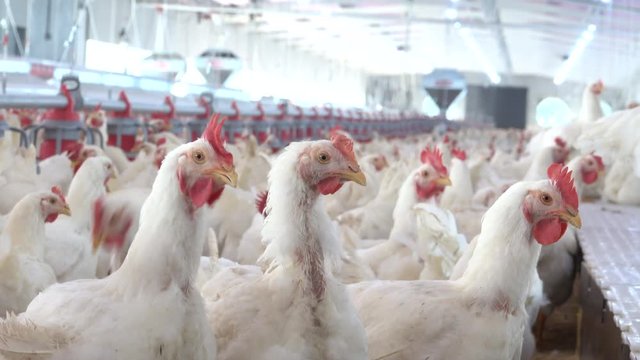 View of hens and roosters inside a modern poultry house 