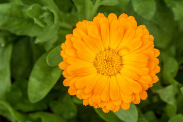 Single orange calendula officials flower with a background of blurred leaves
