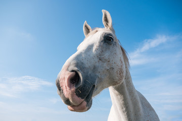 Wide angle close up portrait of white horse on a sunny day with blue sky