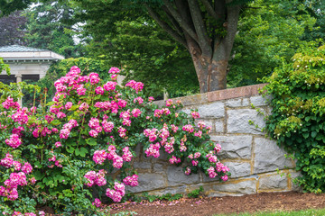 Pink climbing rose on a stone wall with a tree in the background