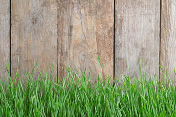 Fresh green grass near wooden fence. Space for text