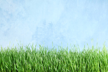 Obraz na płótnie Canvas Fresh green grass near light blue fence. Space for text
