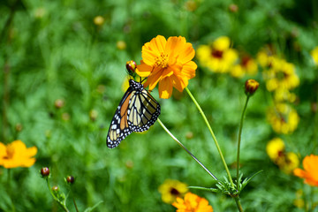 Close-up of Butterfly on an Orange Wildflower
