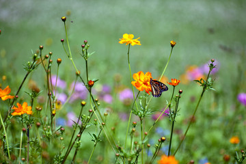 Butterfly Climbs on a Wildflower