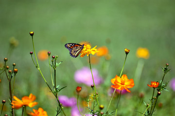 Butterfly Climbs on a Wildflower - 276976249