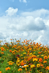 Wildflower Field Under Puffy Clouds