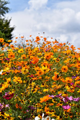 Wildflower Field Under Puffy Clouds