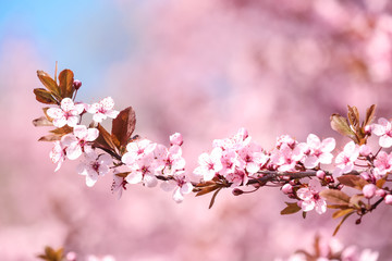 Branch of blossoming spring tree with tiny flowers on blurred background