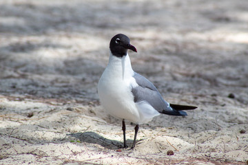 seagull on the beach