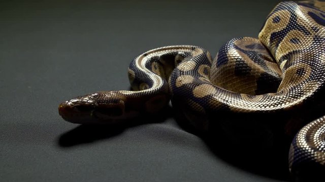 Video of ball python on black background