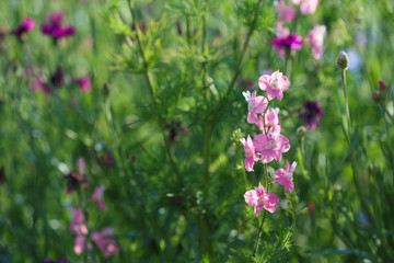 Beautiful wild flowers outdoors on sunny day, space for text. Amazing nature in summer