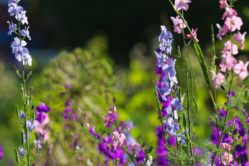 Beautiful wild flowers outdoors on sunny day. Amazing nature in summer