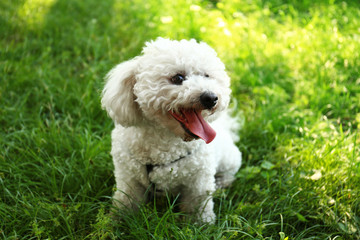 Cute fluffy Bichon Frise dog on green grass in park